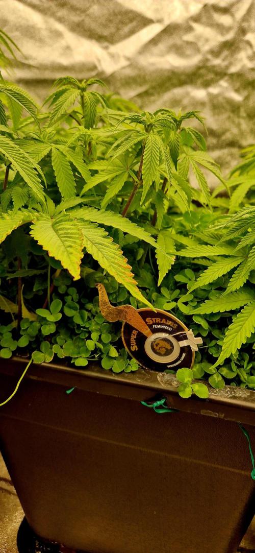 Wedding Cake Super Strains. Week 8 - 01.01