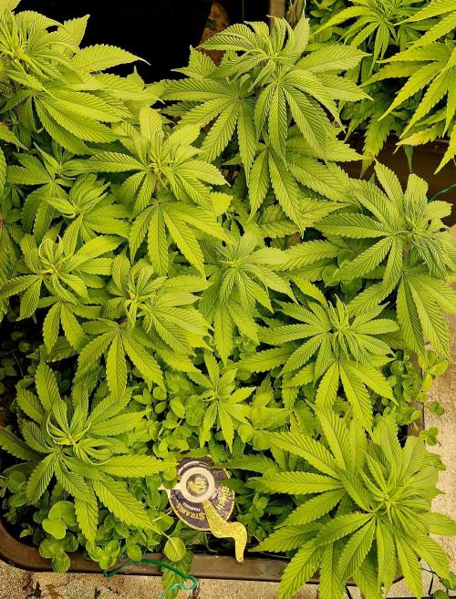 Wedding Cake Super Strains. Week 8 - 01.01