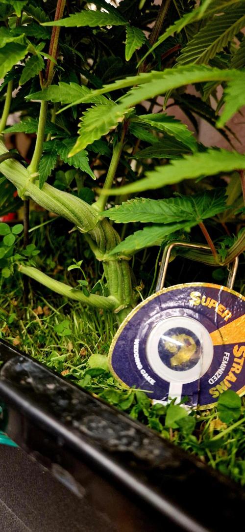 Wedding Cake Super Strains. Week 8 - 04.01