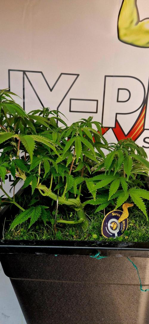 Wedding Cake Super Strains. Week 8 - 04.01