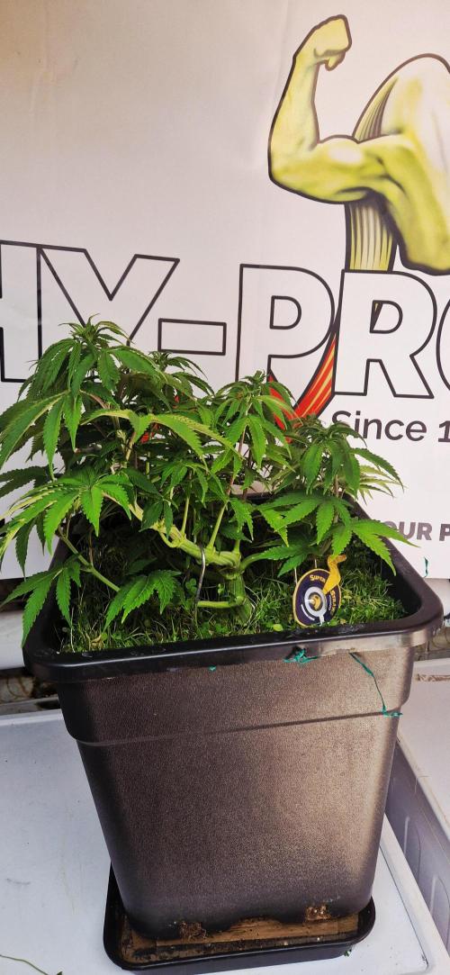 Wedding Cake Super Strains. Week 8 - 04.01