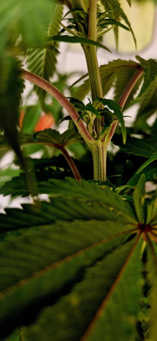 Wedding Cake Super Strains. Week 8 - 04.01