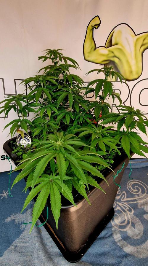 Wedding Cake Super Strains. Week 8 - 06.01