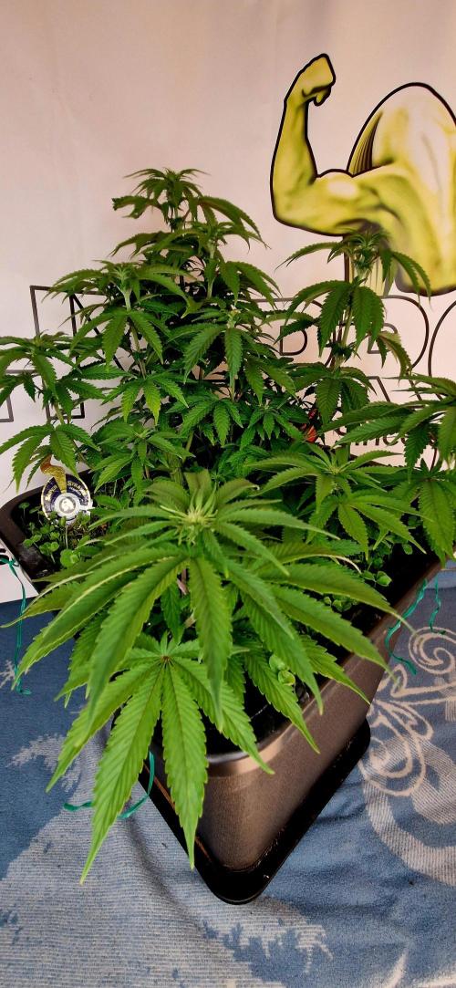 Wedding Cake Super Strains. Week 8 - 06.01