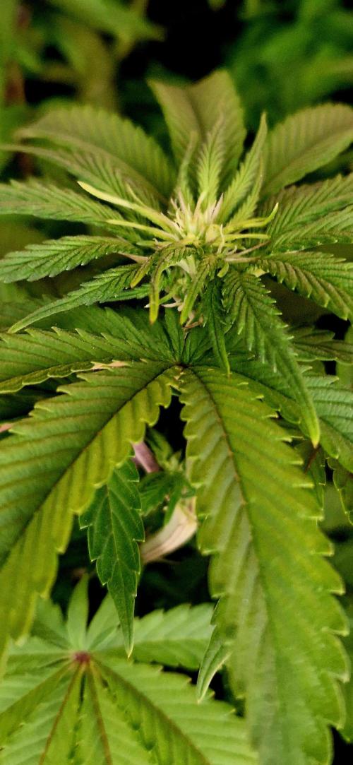 Wedding Cake Super Strains. Week 8 - 06.01