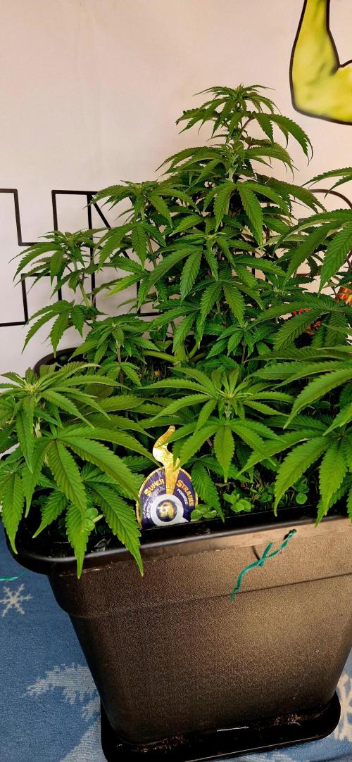 Wedding Cake Super Strains. Week 8 - 06.01