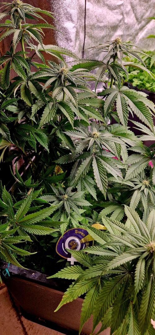 Wedding Cake Super Strains. Week 9 - 11.01