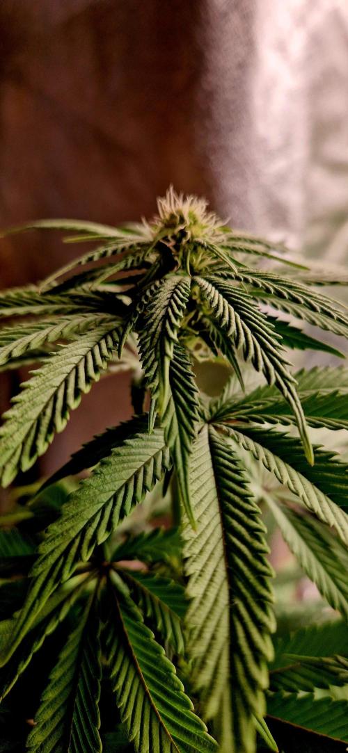 Wedding Cake Super Strains. Week 9 - 11.01