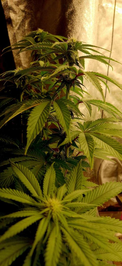 Wedding Cake Super Strains. Week 9 - 11.01