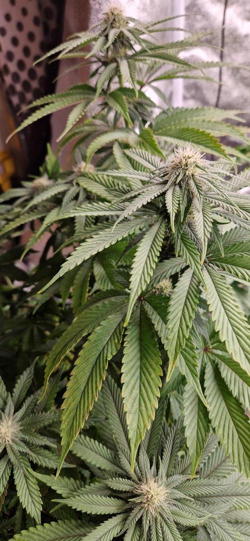 Wedding Cake Super Strains. Week 10 - 15.01