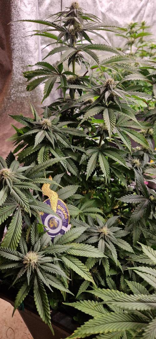 Wedding Cake Super Strains. Week 10 - 15.01