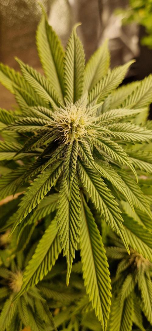 Wedding Cake Super Strains. Week 10 - 15.01