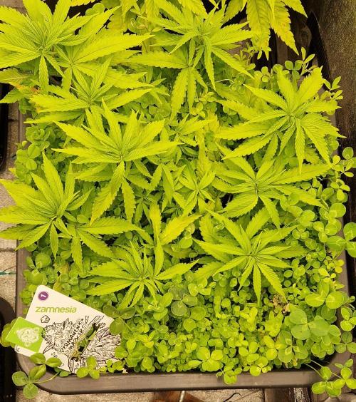 Projekt Permanent Marker 2x. Week 8 - 25.12