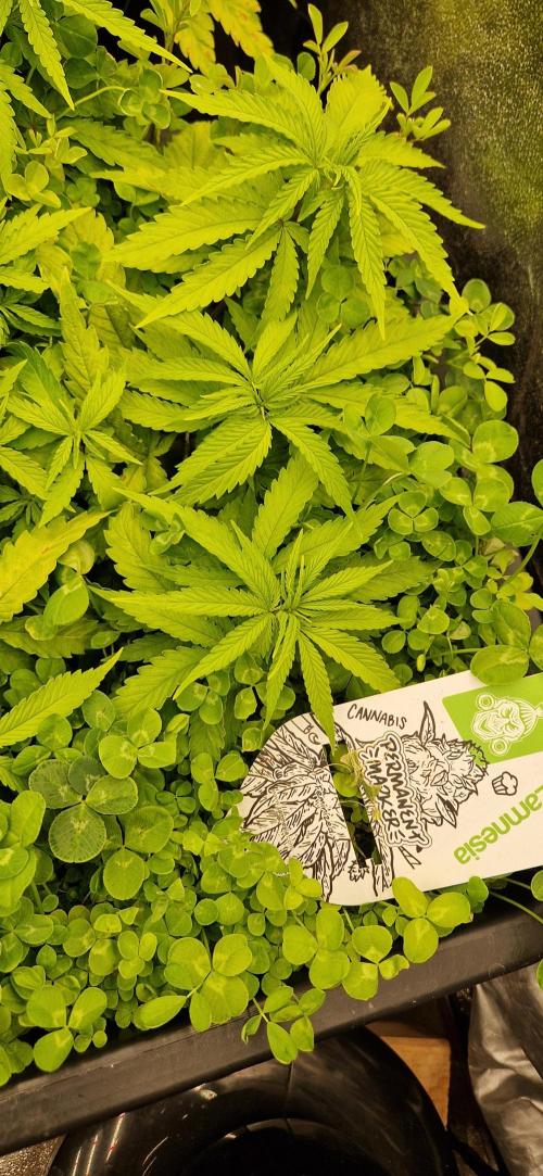 Projekt Permanent Marker 2x. Week 8 - 25.12