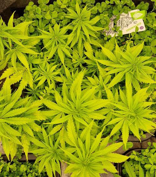 Projekt Permanent Marker 2x. Week 8 - 25.12