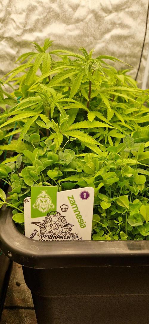 Projekt Permanent Marker 2x. Week 8 - 30.12