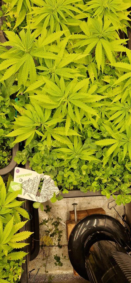 Projekt Permanent Marker 2x. Week 8 - 30.12