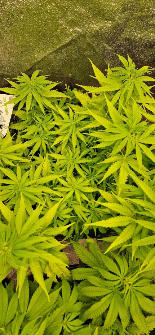 Projekt Permanent Marker 2x. Week 8 - 30.12