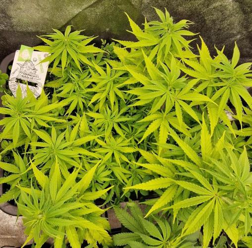 Projekt Permanent Marker 2x. Week 8 - 30.12