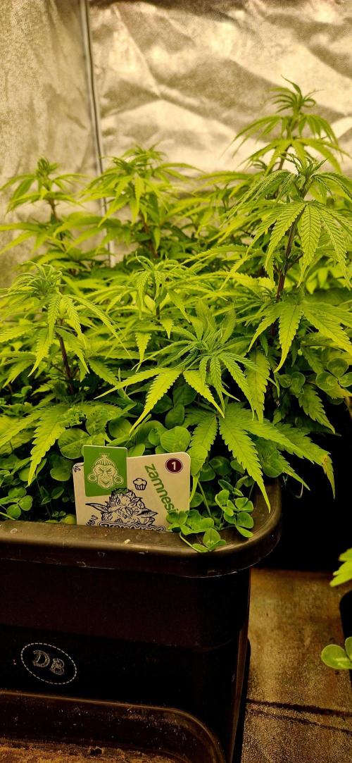 Projekt Permanent Marker 2x. Week 9 - 01.01