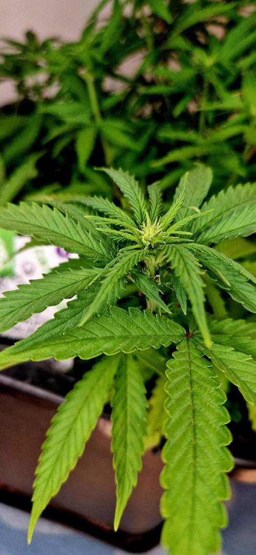 Projekt Permanent Marker 2x. Week 9 - 06.01