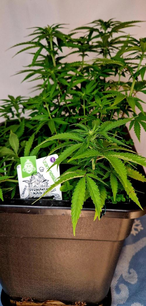 Projekt Permanent Marker 2x. Week 9 - 06.01