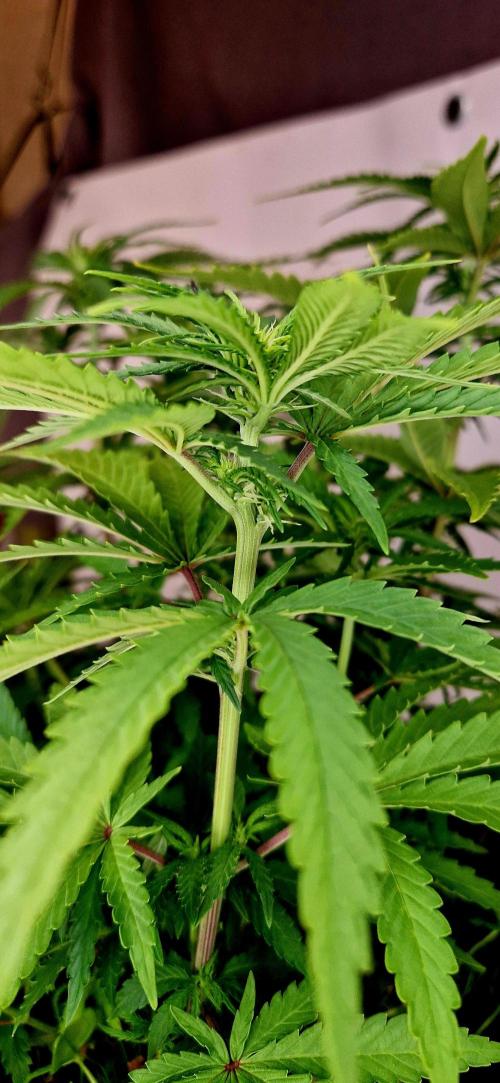 Projekt Permanent Marker 2x. Week 9 - 06.01