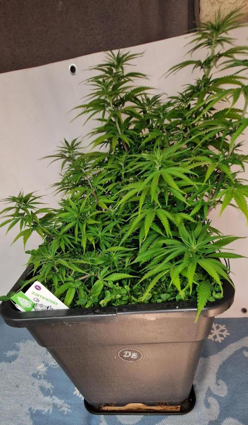 Projekt Permanent Marker 2x. Week 9 - 06.01