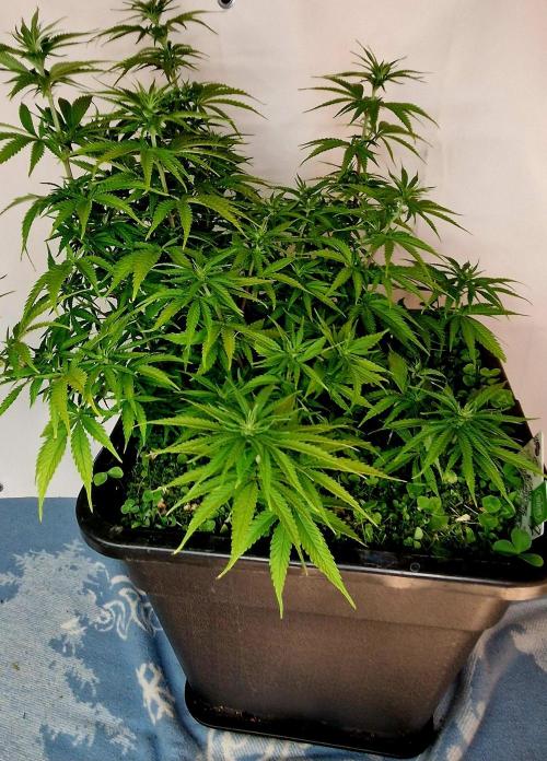 Projekt Permanent Marker 2x. Week 9 - 06.01