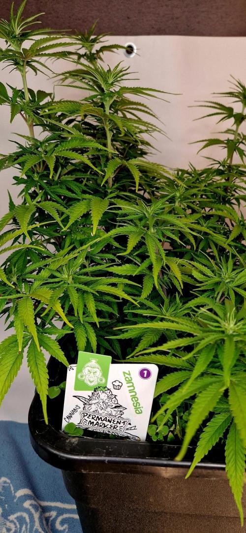 Projekt Permanent Marker 2x. Week 9 - 06.01