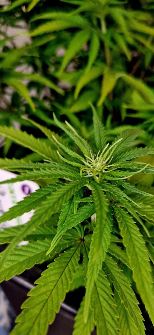 Projekt Permanent Marker 2x. Week 9 - 06.01