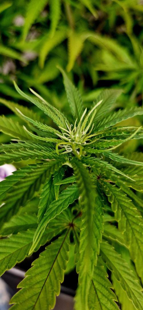 Projekt Permanent Marker 2x. Week 9 - 06.01