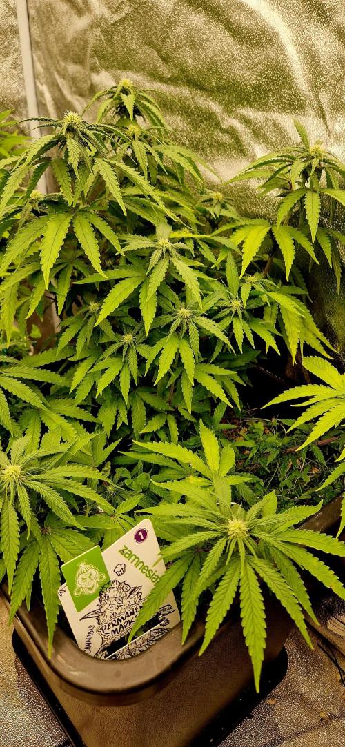 Projekt Permanent Marker 2x. Week 10 - 11.01