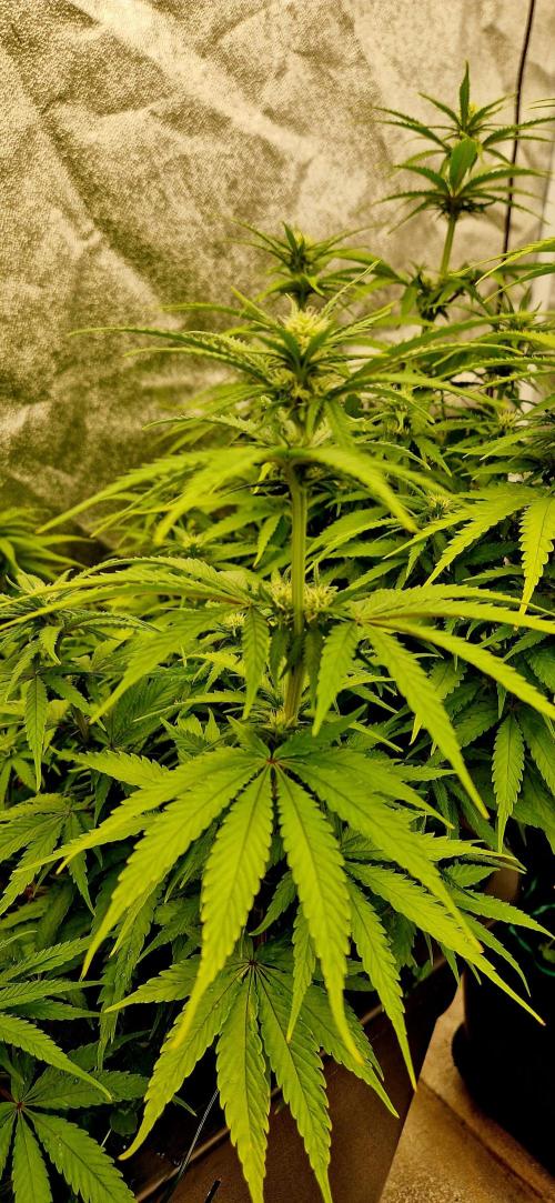 Projekt Permanent Marker 2x. Week 10 - 11.01