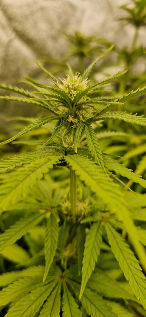 Projekt Permanent Marker 2x. Week 10 - 11.01