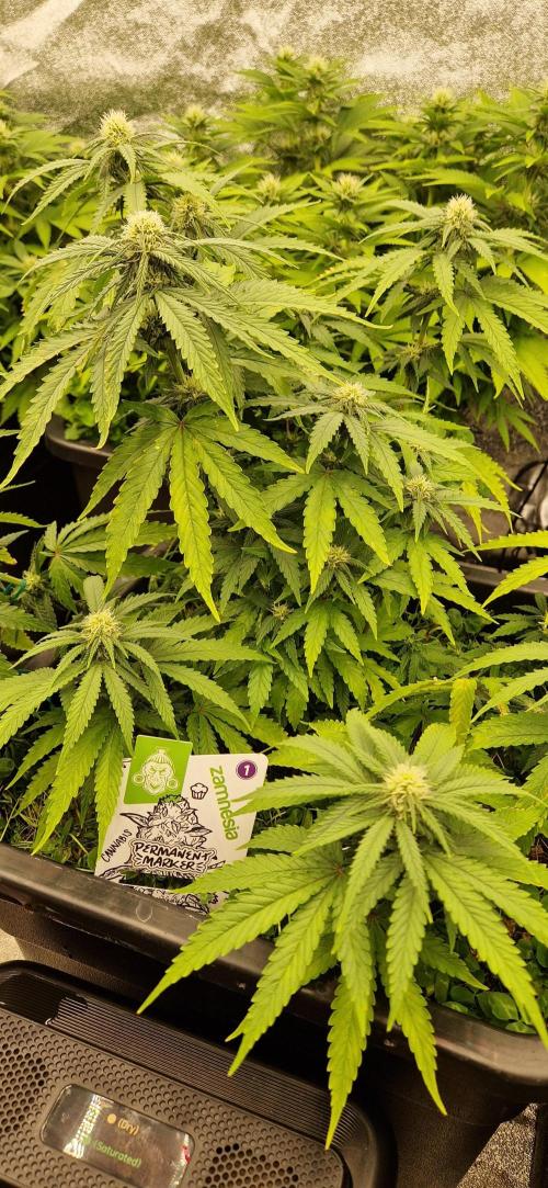 Projekt Permanent Marker 2x. Week 11 - 15.01