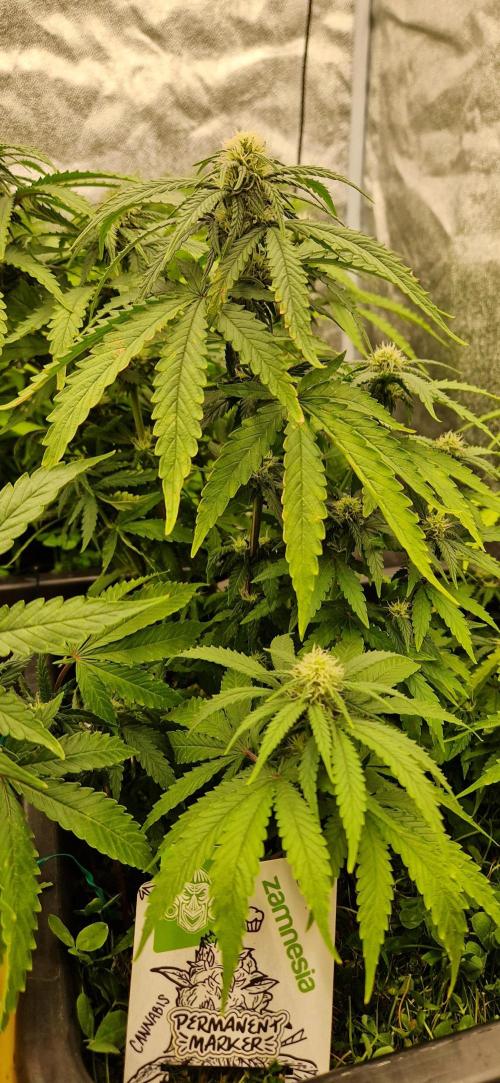 Projekt Permanent Marker 2x. Week 11 - 15.01