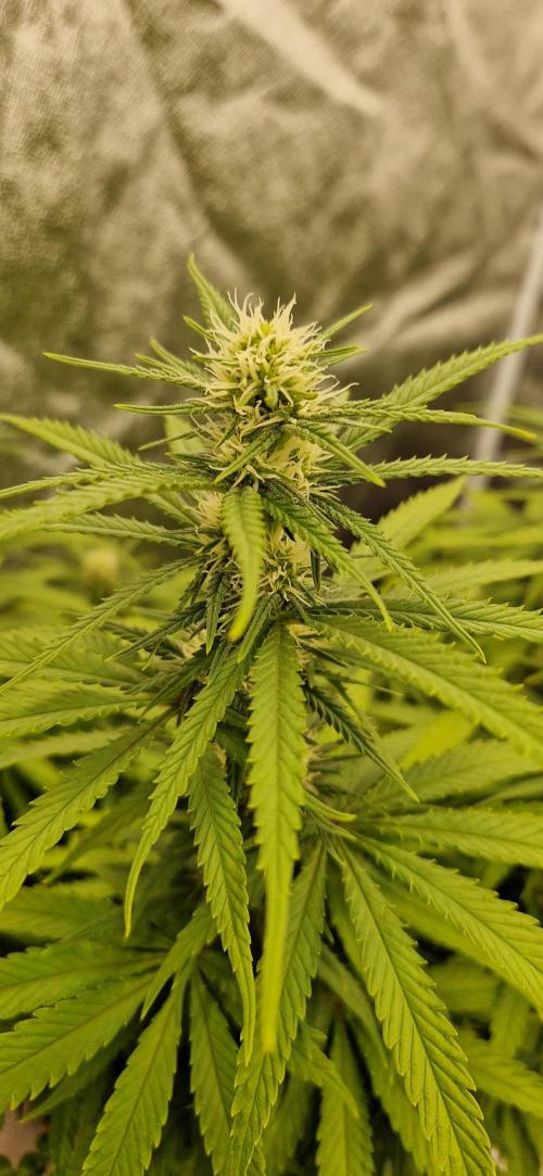 Projekt Permanent Marker 2x. Week 11 - 15.01