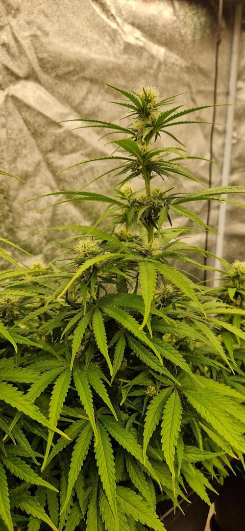 Projekt Permanent Marker 2x. Week 11 - 15.01