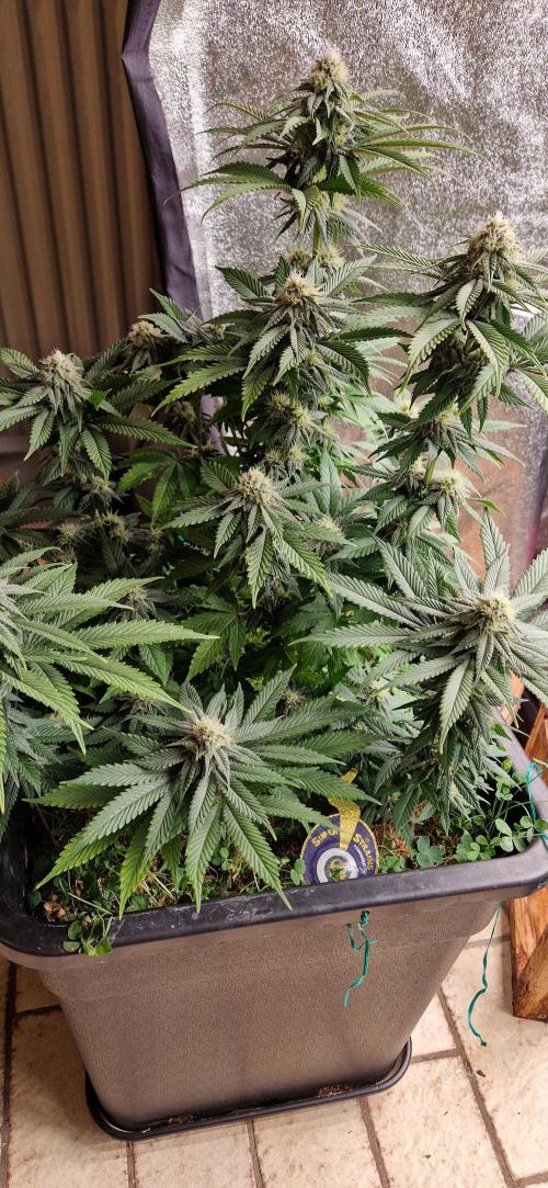 Wedding Cake Super Strains. Week 11 - 24.01