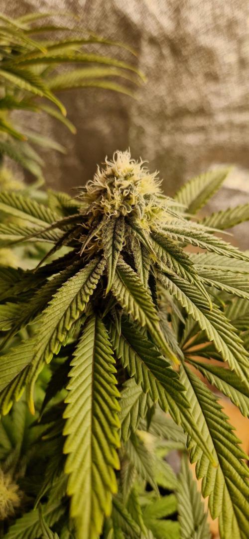 Wedding Cake Super Strains. Week 11 - 24.01