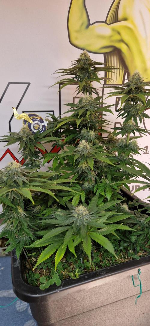 Wedding Cake Super Strains. Week 11 - 27.01