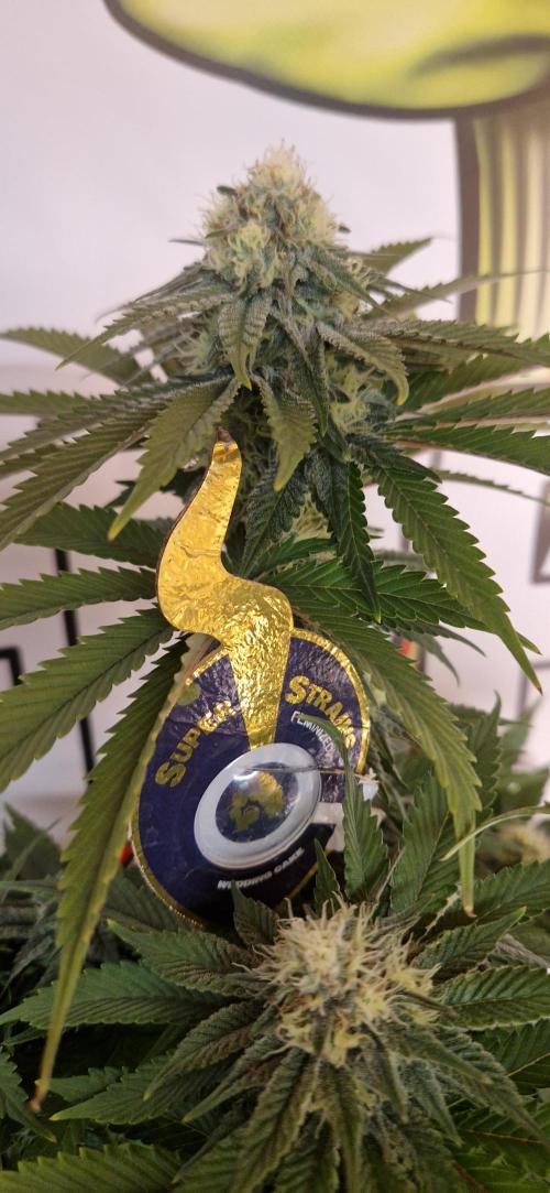 Wedding Cake Super Strains. Week 11 - 27.01