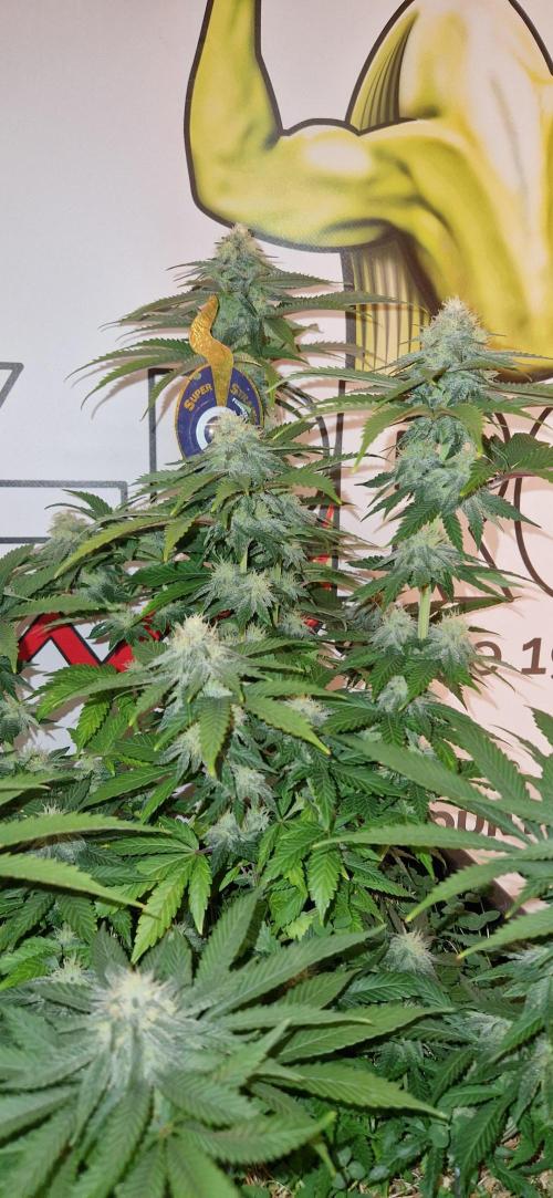 Wedding Cake Super Strains. Week 11 - 27.01