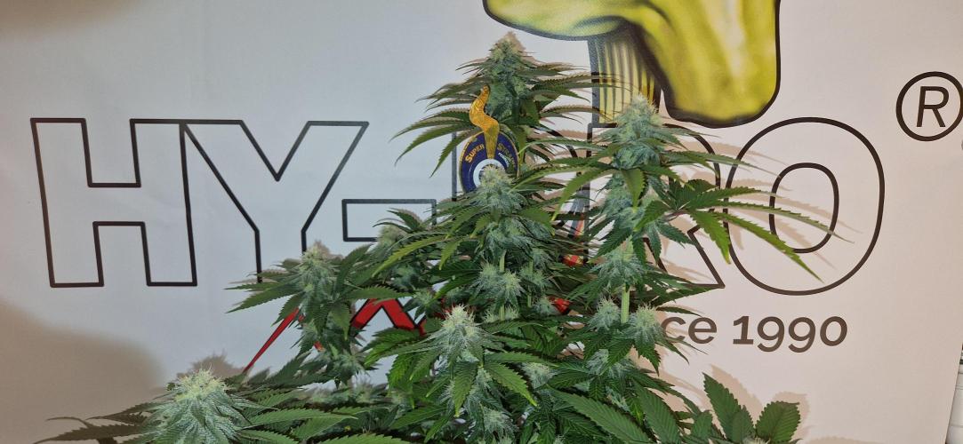 Wedding Cake Super Strains. Week 11 - 27.01