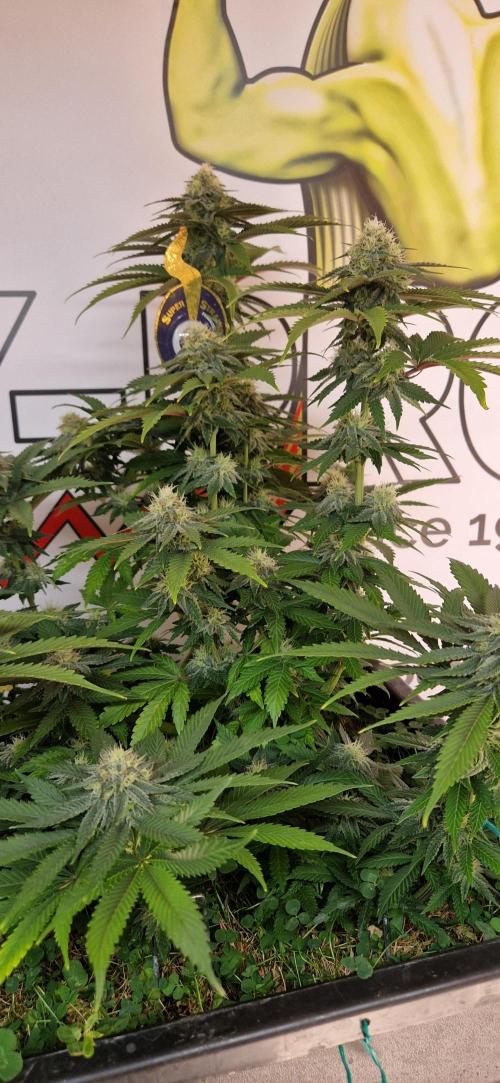 Wedding Cake Super Strains. Week 11 - 27.01