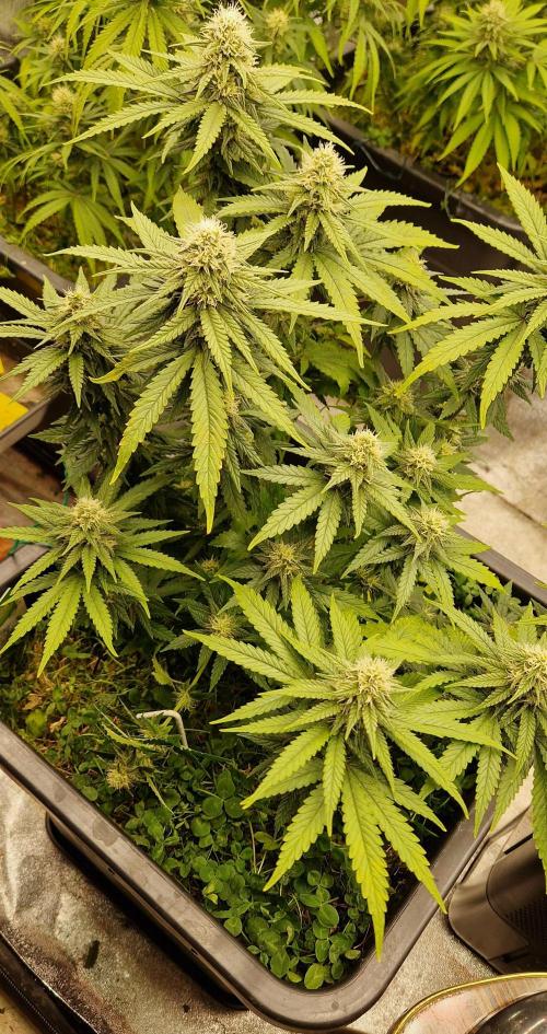 Projekt Permanent Marker 2x. Week 12 - 24.01