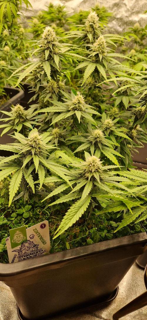 Projekt Permanent Marker 2x. Week 12 - 24.01