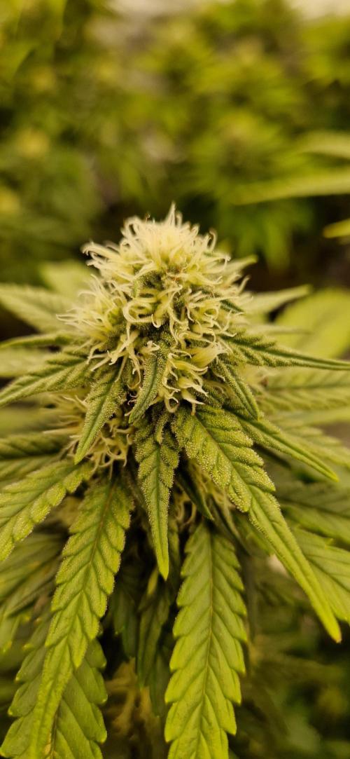 Projekt Permanent Marker 2x. Week 12 - 24.01