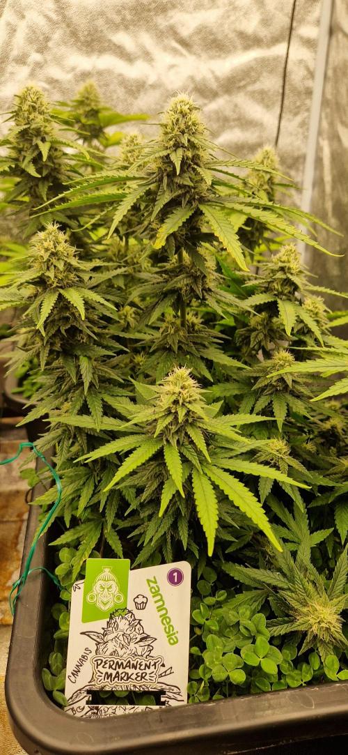 Projekt Permanent Marker 2x. Week 12 - 27.01